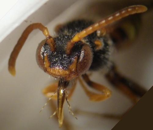 Nomada zonata